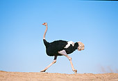 BRD 06 RK0008 07
Black Feathered Ostrich Running On Dirt Hill Blue Sky