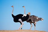 BRD 06 RK0010 02
Black And Gray Feathered Ostrich Standing Together On Dirt Blue Sky