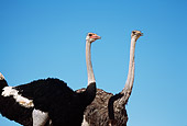 BRD 06 RK0011 02
Head Shot Of Black And Gray Feathered Ostrich Blue Sky