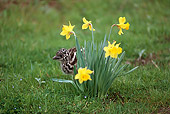 BRD 06 RK0015 01
Young Ostrich On Grass By Yellow Flowers