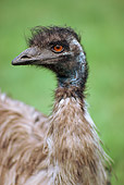 BRD 06 RK0016 01
Head Shot Of Ostrich