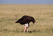 BRD 06 TL0001 01
Profile Of Ostrich Walking On Savanna