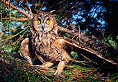 BRD 07 BA0001 01
Long Eared Owl Perched On Pine Tree
