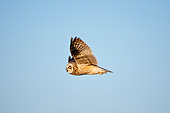 BRD 07 DA0001 01
Short-Eared Owl Flying Over Prairie Ridge State Natural Area, Illinois