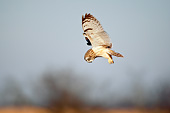 BRD 07 DA0002 01
Short-Eared Owl Flying Over Prairie Ridge State Natural Area, Illinois