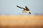 BRD 07 DA0003 01
Short-Eared Owl Flying Over Prairie Ridge State Natural Area, Illinois