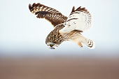 BRD 07 DA0004 01
Short-Eared Owl Flying Over Prairie Ridge State Natural Area, Illinois