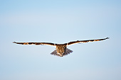 BRD 07 DA0005 01
Short-Eared Owl Flying Over Prairie Ridge State Natural Area, Illinois