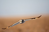 BRD 07 DA0006 01
Short-Eared Owl Flying Over Prairie Ridge State Natural Area, Illinois