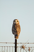 BRD 07 DA0007 01
Short-Eared Owl Perched On Fence Post In Prairie Ridge State Natural Area, Illinois