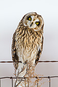 BRD 07 DA0008 01
Short-Eared Owl Perched On Fence Post In Prairie Ridge State Natural Area, Illinois