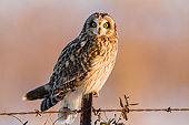 BRD 07 DA0009 01
Short-Eared Owl Perched On Fence Post In Prairie Ridge State Natural Area, Illinois