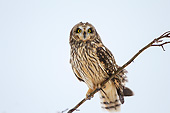 BRD 07 DA0010 01
Short-Eared Owl Perched On Branch In Prairie Ridge State Natural Area, Illinois