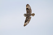 BRD 07 DA0011 01
Short-Eared Owl In Flight In Winter At Prairie Ridge State Natural Area, Illinois