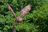 BRD 07 GL0001 01
Cape Eagle Owl Taking Off From Post