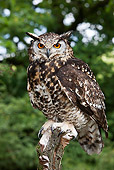BRD 07 GL0002 01
Cape Eagle Owl Perched On Post