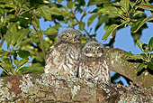 BRD 07 GL0003 01
Little Owl Fledglings Perched On Tree Branch Near Nest