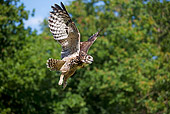 BRD 07 GL0004 01
Cape Eagle Owl Flying Through Trees Africa