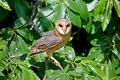BRD 07 GL0005 01
Barn Owl Perched On Branch In Chestnut Tree