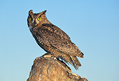 BRD 07 GL0009 01
Great Horned Owl Standing On Rock