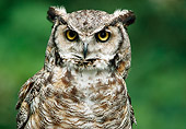 BRD 07 GR0003 01
Head Shot Of Great Horned Owl