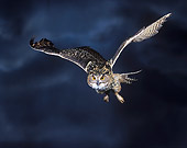 BRD 07 JE0001 01
Eurasian Eagle Owl Flying Through Night Sky