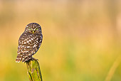 BRD 07 KH0002 01
Little Owl Sitting On Picket In Park