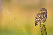 BRD 07 KH0003 01
Little Owl Sitting On Picket In Park Looking At Insect