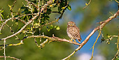 BRD 07 KH0004 01
Little Owl Sitting On Tree Branch