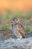 BRD 07 LS0005 01
Burrowing Owl Sitting At Burrow In Sandy Soil Before Dawn Lee County, Florida