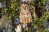 BRD 07 LS0006 01
Southern Barred Owl Perched On Snag Florida