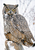 BRD 07 MC0001 01
Portrait Of Great Horned Owl Eating Grouse In Snow
