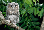 BRD 07 MC0002 01
Portrait Of Eastern Screech Owl Nesting