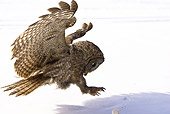 BRD 07 MC0003 01
Close-Up Of Great Gray Owl Landing On Snow Montana