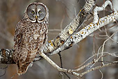 BRD 07 MC0004 01
Great Gray Owl Sitting On Tree Branch Montana
