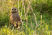 BRD 07 MC0005 01
Marsh Owl Sitting In Marsh Field Tanzania