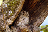 BRD 07 MC0006 01
Collared Scops Owl Roosting In Hollowed Out Nest Hole In Tree Bandhavgarh National Park In Madhya Pradesh, India