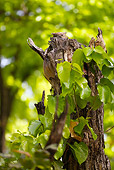 BRD 07 MC0007 01
Brown Fish Owl Roosting In Nest Bandhavgarh National Park In Madhya Pradesh, India