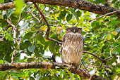 BRD 07 MC0008 01
Brown Fish Owl Roosting Near Nest Bandhavgarh National Park In Madhya Pradesh, India