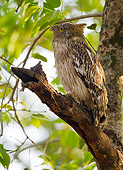 BRD 07 MC0009 01
Brown Fish Owl Roosting Near Nest In Bandhavgarh National Park, Madhya Pradesh, India