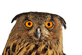 BRD 07 MH0001 01
Close Up Of Eurasian Eagle Owl In Studio