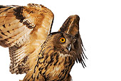 BRD 07 MH0002 01
Close Up Of Eurasian Eagle Owl Spreading Wings In Studio