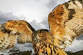 BRD 07 MH0003 01
Close Up Of Eurasian Eagle Owl Spreading Wings In Studio