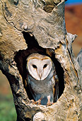 BRD 07 MH0004 01
Barn Owl Perched In Tree Hole