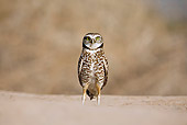 BRD 07 RF0015 01
Burrowing Owl Standing In Desert