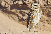 BRD 07 RF0016 01
Burrowing Owl Standing On Rock In Desert