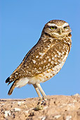 BRD 07 RF0017 01
Burrowing Owl Standing On Rock In Desert