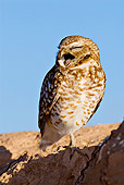 BRD 07 RF0018 01
Burrowing Owl Standing On Rock In Desert Yawning