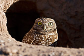 BRD 07 RF0019 01
Burrowing Owl Sitting In Burrow In Desert
