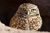 BRD 07 RF0020 01
Burrowing Owl Sitting In Burrow In Desert